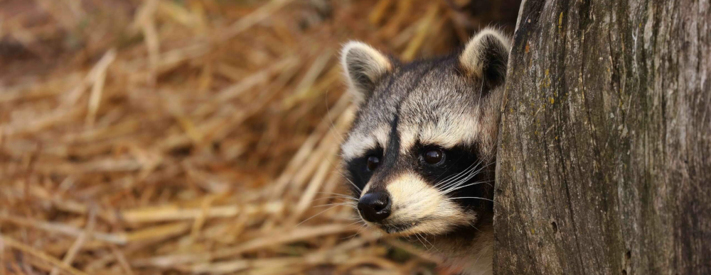 Raccoon
