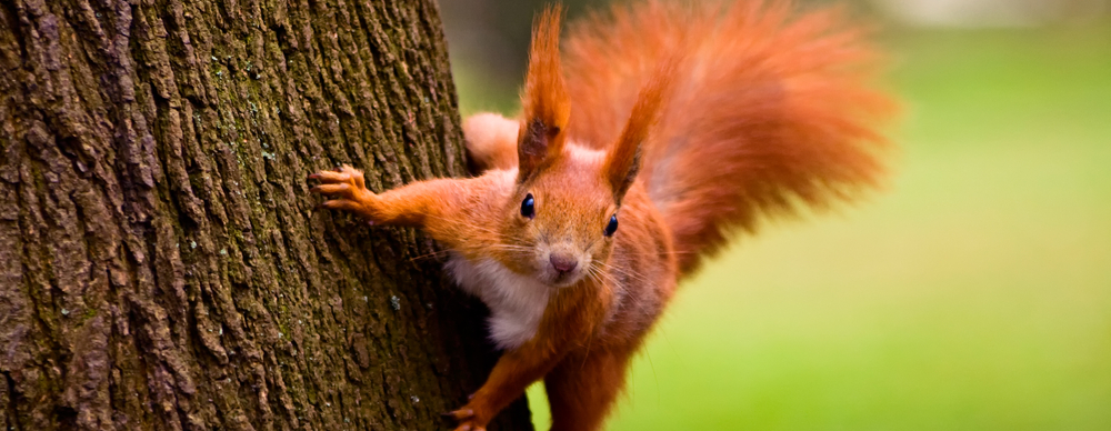 Squirrel