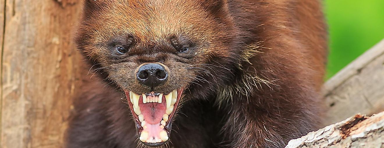 Wolverine